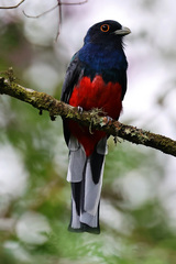 Trogon surrucura