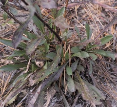 Solidago gillmanii