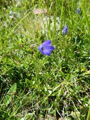 Campanula scheuchzeri