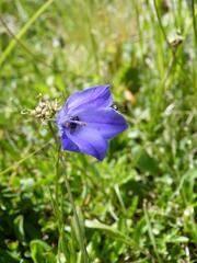 Campanula scheuchzeri