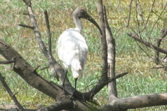 Threskiornis melanocephalus