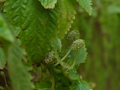 Lecanthus peduncularis