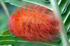 Megalopyge albicollis