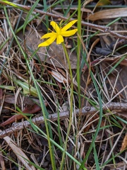 Hypoxis hygrometrica