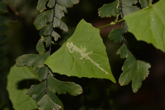Zehneria cunninghamii