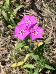 Phlox drummondii
