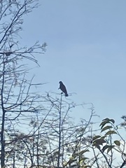Rostrhamus sociabilis plumbeus