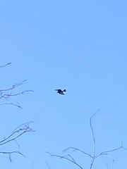 Rostrhamus sociabilis plumbeus