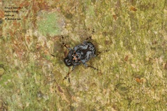 Cedus tuberculatus