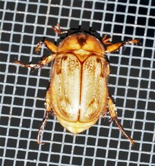 Cyclocephala signaticollis