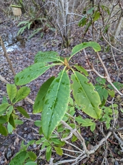 Rhododendron macrophyllum