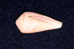 Conus tinianus