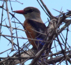Halcyon leucocephala