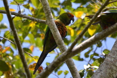 Aratinga auricapillus