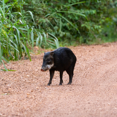 Tayassu pecari