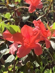 Rhododendron simsii