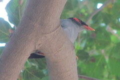 Acridotheres ginginianus