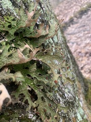 Lobaria pulmonaria
