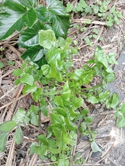 Raphanus sativus raphanistroides