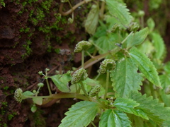 Lecanthus peduncularis