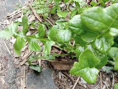 Raphanus sativus raphanistroides