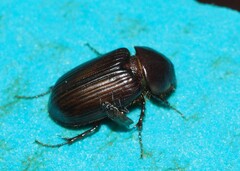 Acrossidius tasmaniae