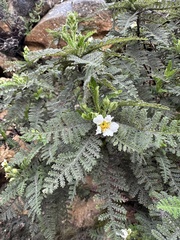 Chamaebatia australis