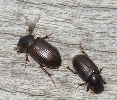 Acrossidius tasmaniae