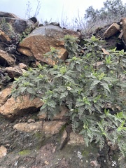 Chamaebatia australis