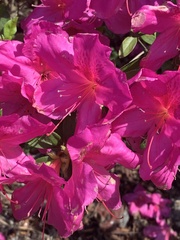 Rhododendron simsii
