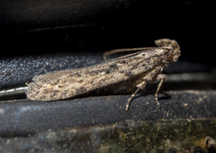 Hypatima