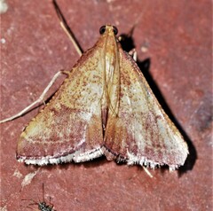 Endotricha pyrosalis