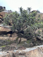 Chamaebatia australis