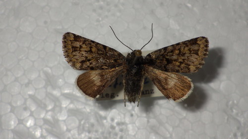 Broad-bordered White Underwing