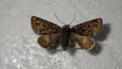 Anarta melanopa