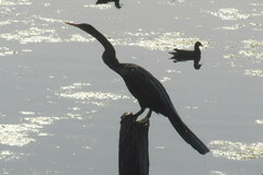 Anhinga melanogaster