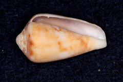 Conus tinianus