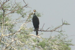 Phalacrocorax carbo