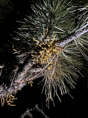 Arceuthobium vaginatum cryptopodum