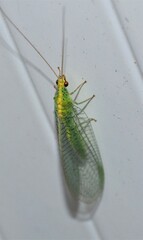 Apertochrysa edwardsi