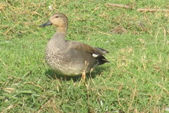 Mareca strepera