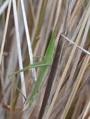 Acrida conica
