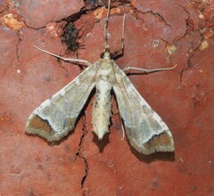 Leucinodes cordalis