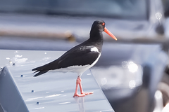 Haematopus ostralegus