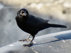 Ptiloxena atroviolacea