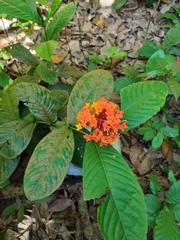 Ixora congesta
