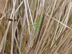 Acrida conica