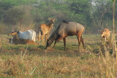 Boselaphus tragocamelus