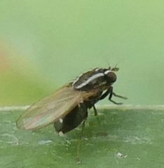 Poecilohetaerus aquilus