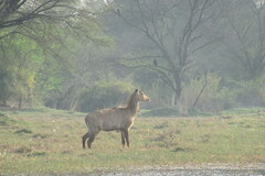 Boselaphus tragocamelus